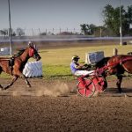 SE Iowa horses fair well at Bloomfield