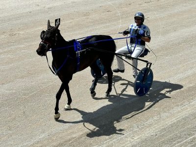 Luka repeats in the Iowa Free For All Trot at Humboldt